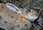 dood konijn (oryctolagus cuniculus) 0118